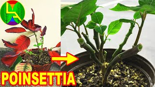 what to do with poinsettia after bloom [upl. by Garfinkel]