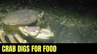 Dungeness Crab Digs For Food 2  Salish Sea Marine Wildlife [upl. by Eniledam]