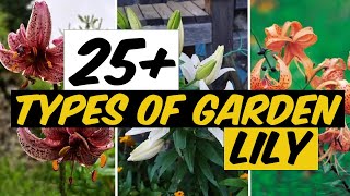 27 Types of Garden Lily  The Planet of Greens [upl. by Oreves]