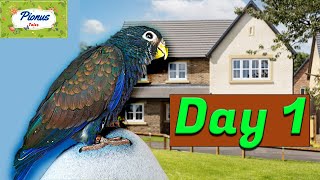 Baby Bronze Wing Pionus Parrots First Day in New Home  Lyra Vlogs Ep 1 [upl. by Eecats202]