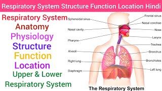 Respiratory System  Anatomy amp PhysiologyStructureFunction Hindi Upper amp Lower Respiratory System [upl. by Emilie125]