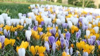 Crocus Mixed Colours  FarmerGracycouk [upl. by Llorrad963]