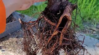 Dwarf Alberta Spruce root pruning [upl. by Hachmann]