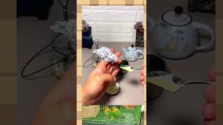 Baby bird feeding at home babybirdfeedingathome birdlovers youtubeshorts birds birdvideo [upl. by Anilrac]