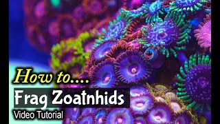 How To Frag Zoanthids [upl. by Seira]