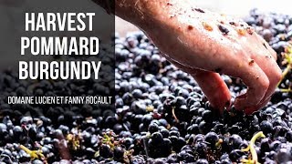 Making Wine in Pommard Burgundy [upl. by Durham256]