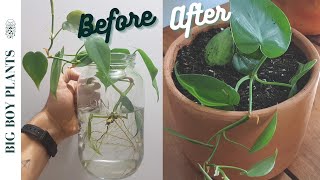 How to Propagate a Heartleaf Philodendron Step by Step [upl. by Anerahs]