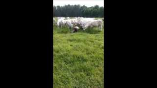 AnimalAssisted Psychotherapy with Cows [upl. by Ki]