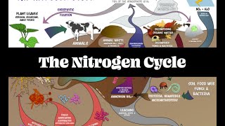 The Nitrogen Cycle pt 1  Regenerative Soil with Matt Powers [upl. by Antoinette]