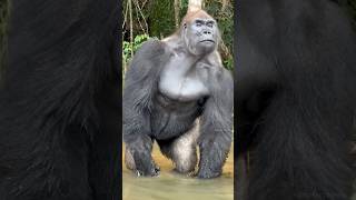 Gorilla क्यों इतना Powerful होता हैं 🤔🤯By info fact News [upl. by Lilli235]