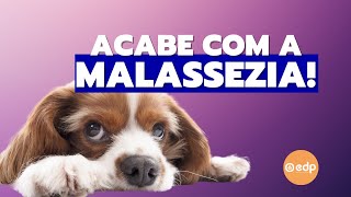 197  TRATAMENTO PARA ACABAR COM A MALASSEZIA EM CÃES [upl. by Charissa]