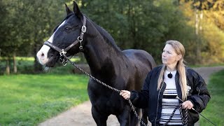 Lusitano bockt seine Reiter ab  Tierärztin fassungslos über extreme Befunde  pferde doku [upl. by Alyakim]