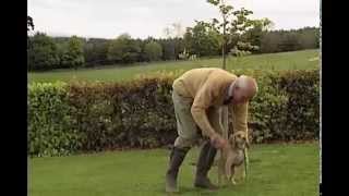 Cocker Spaniel Training Master Class P1 [upl. by Ridgley]