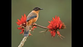 Rufous Sibia Heterophasia capistrata rufoussibia birds 4k kurseong [upl. by Atikahs263]