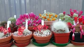 Rebutia and other cacti flowering this time of year in my greenhouse [upl. by Nwahsirhc]