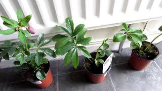 Our new Hellebores plants from LIDL Supermarket [upl. by Audley]