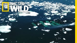 Watch Killer Whales and Humpbacks Hunt Together  National Geographic [upl. by Lal]