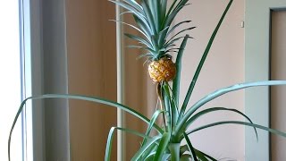 Jak pěstovat ananas How to grow a pineapple [upl. by Gora27]