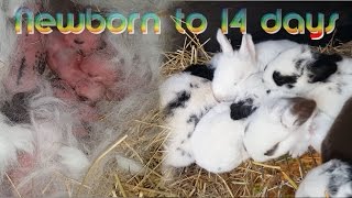 Rabbit Babies newborn to 14 days  Baby bunny Kits [upl. by Leakcim]