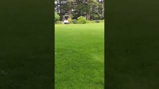 Chail Palace Shimlashortvideo travel chailpalace mountains [upl. by Green989]