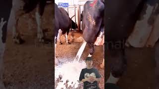 The Truth About Abscess in Cows cow Abscesscow [upl. by Hibbs373]