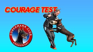 Courage test on Kragujevac Dobermann Sieger 2024 [upl. by Vivl892]