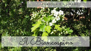 Fabiola e le erbe il biancospino [upl. by Ursola]