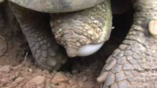 Die Paarung der Breitrandschildkröte  Mating amp hatching of the Testudo Marginata March 2010 [upl. by Hong519]