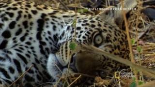 Um Leopardo fora de série  Documentário do National Geographic [upl. by Aihsatsan]