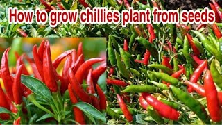 How to grow Chillies plant from seeds Growing chillies peppers from seeds Beginning till Harvest [upl. by Lehteb576]