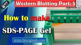 How to make SDSPAGE Gel Western Blotting A to Z video library  Part 5 [upl. by Saum]