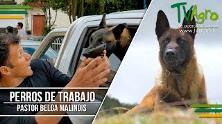 Pastor Belga Malinois The Belgian Malinois ENG SUB Tv Agro por Juan Gonzalo Angel [upl. by Mirabelle157]