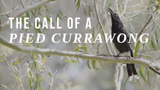 The call of a Pied Currawong in the mountains [upl. by Hazen]