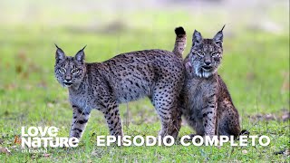 El Reino del LINCE IBÉRICO 🐈👂 Dehesa el BOSQUE del Lince Ibérico Episodio 1 [upl. by Rehpotsirhk]