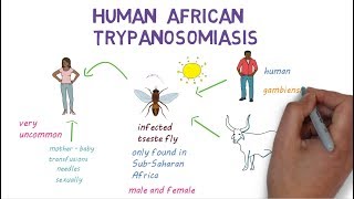 Sleeping Sickness  an introduction to African Trypanosomiasis [upl. by Kcerred]