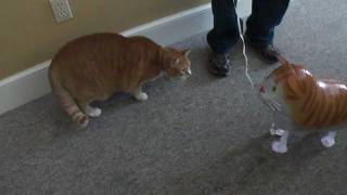 Bert the Cat vs Cat Balloon [upl. by Viens679]