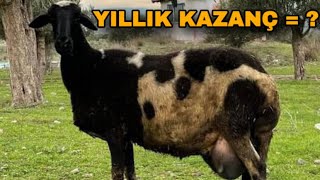 70 KOYUN YILDA NE KADAR KAZANDIRIR  GELİRİ YÜKSEK SÜT HAYVANCILIĞI [upl. by Stout901]