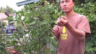 Growing Lambsquarters aka Wild Spinach  an edible weed [upl. by Riha221]