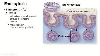 pol2e at 0504 Endocytosis and Exocytosis [upl. by Hausner]