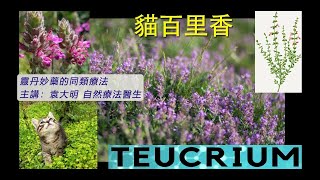 《靈丹妙藥的同類療法》 EP173  貓百里香 Teucrium Marum Verum [upl. by Resa916]