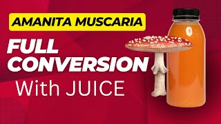 Convert Amanita Muscaria With Juice [upl. by Nerrat]