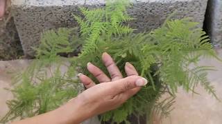 How to Care for Asparagus PlumosusUrdu [upl. by Azila]