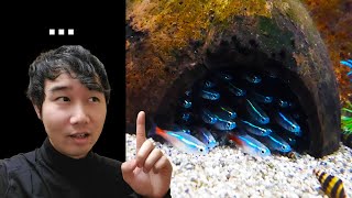 IS THIS FISH TANK OVERSTOCKED  Fish Tank Review 77 [upl. by Aloisia708]