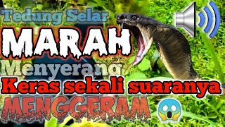 PENDEDAHAN ULAR TEDUNG SELAR BERKOKOK [upl. by Airal]