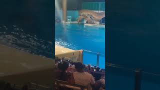 Orca encounters at SeaWorld Orlando pt 7 [upl. by Annaer956]