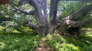 The biggest Baobab Tree in Kenya  Takwa Ruins Kenya [upl. by Marcy]