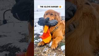 Dogs Funny Reaction to May Snow ❄️ goldenretriever cutedog snowdog retriever bigdog dogshorts [upl. by Arluene136]