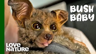 This Adorable Bushbaby’s Recovery Will Melt Your Heart  Malawi Wildlife Rescue [upl. by Perrins]