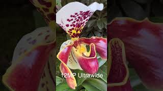 RARE TIP for iPhone 14 Pro Macro Photography [upl. by Ellynad599]