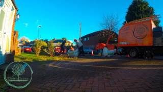 Thors Trees  Thuja conifer tree Removal TimeLapse [upl. by Giff7]